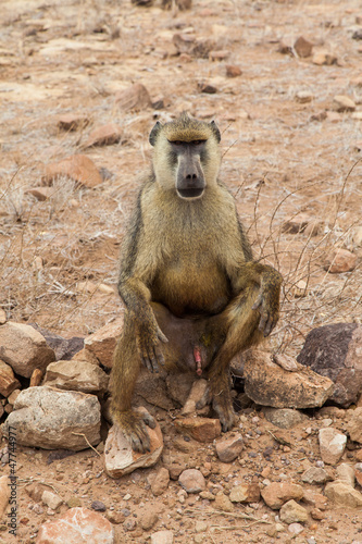 Baboon in Kenya