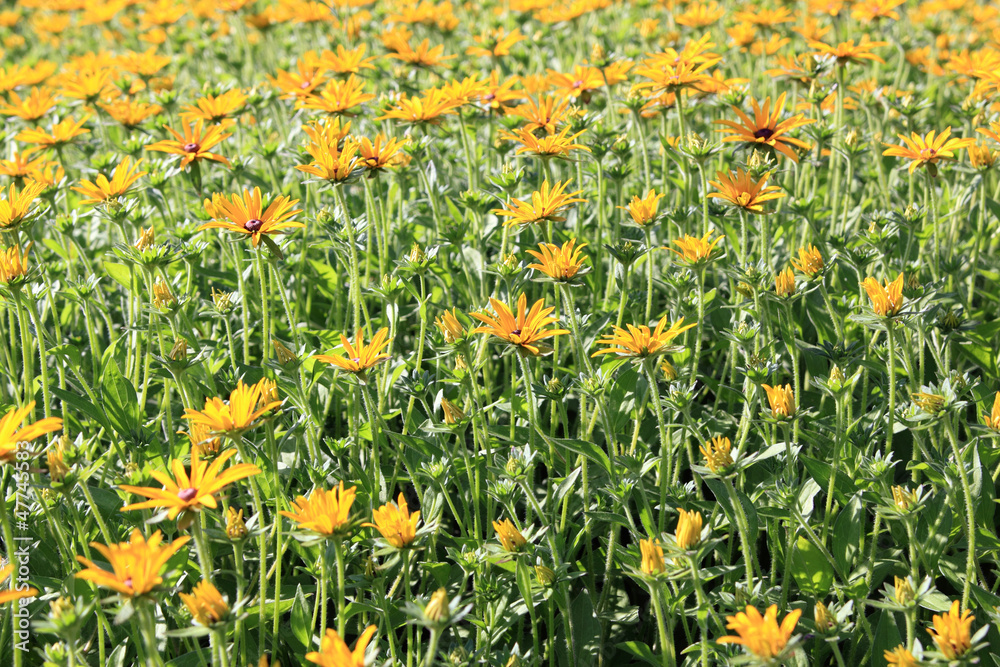 gelbe blumen gelbe blumen