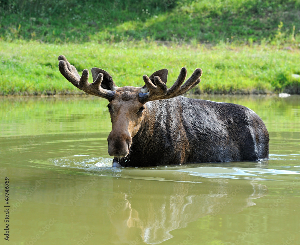 Elk