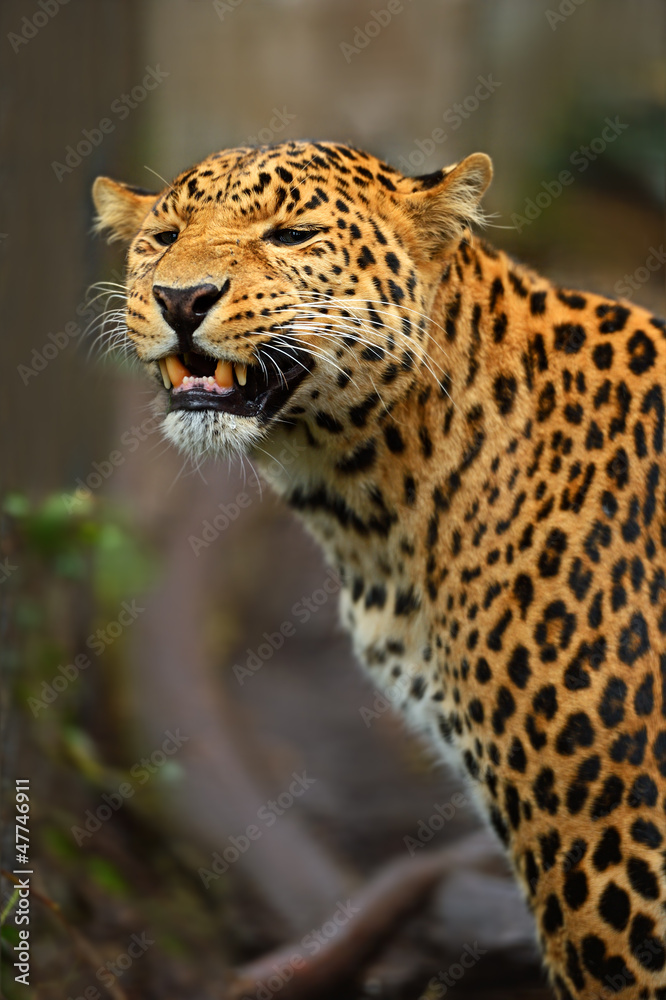Fototapeta premium Leopard