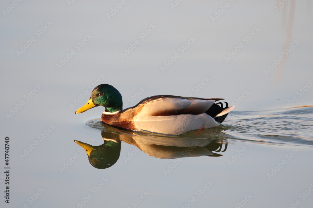 Anas platyrhynchos macho reflejado en el agua