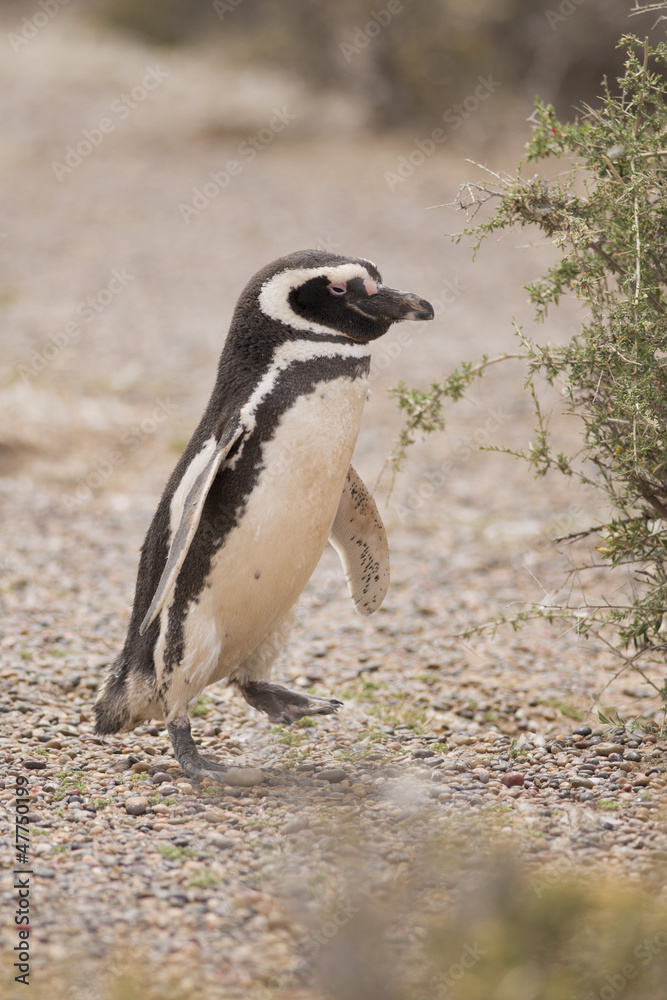 Obraz premium magellanic penguin