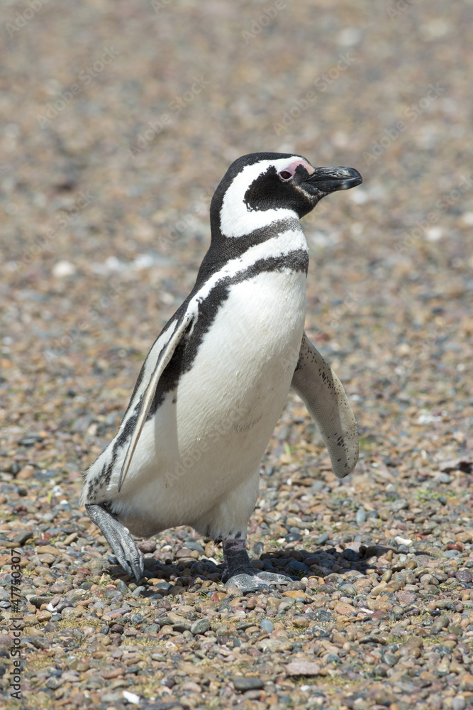 Fototapeta premium magellanic penguin