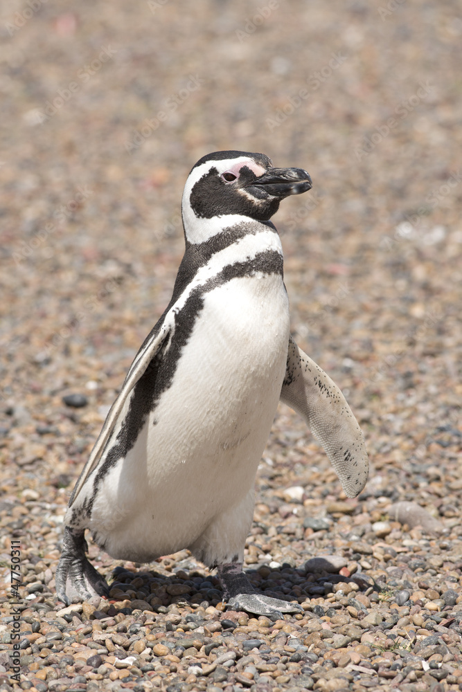 Fototapeta premium magellanic penguin