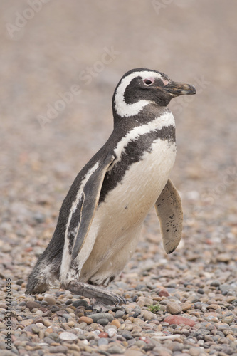 magellanic penguin