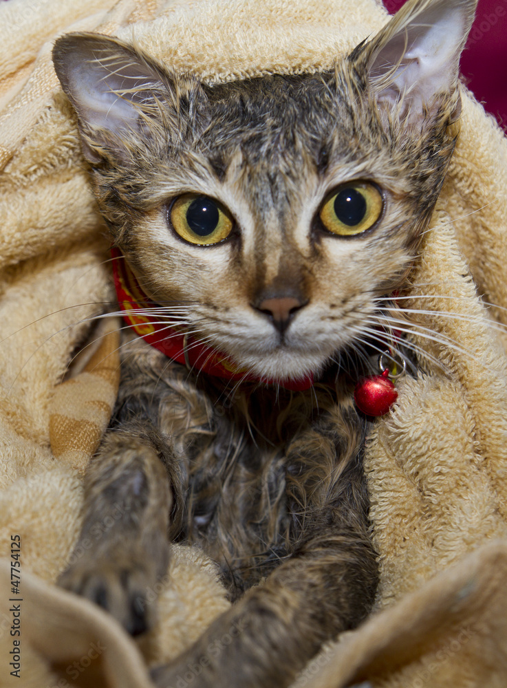Naklejka premium Wet cat washing