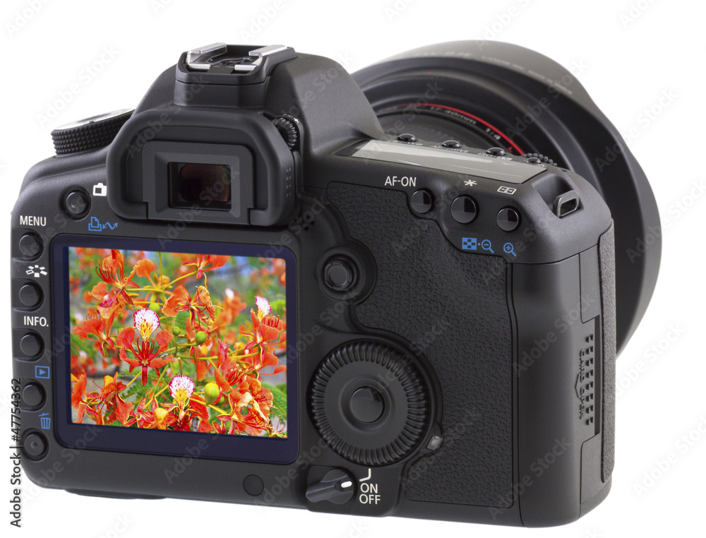 fleurs de flamboyant sur écran de reflex numérique
