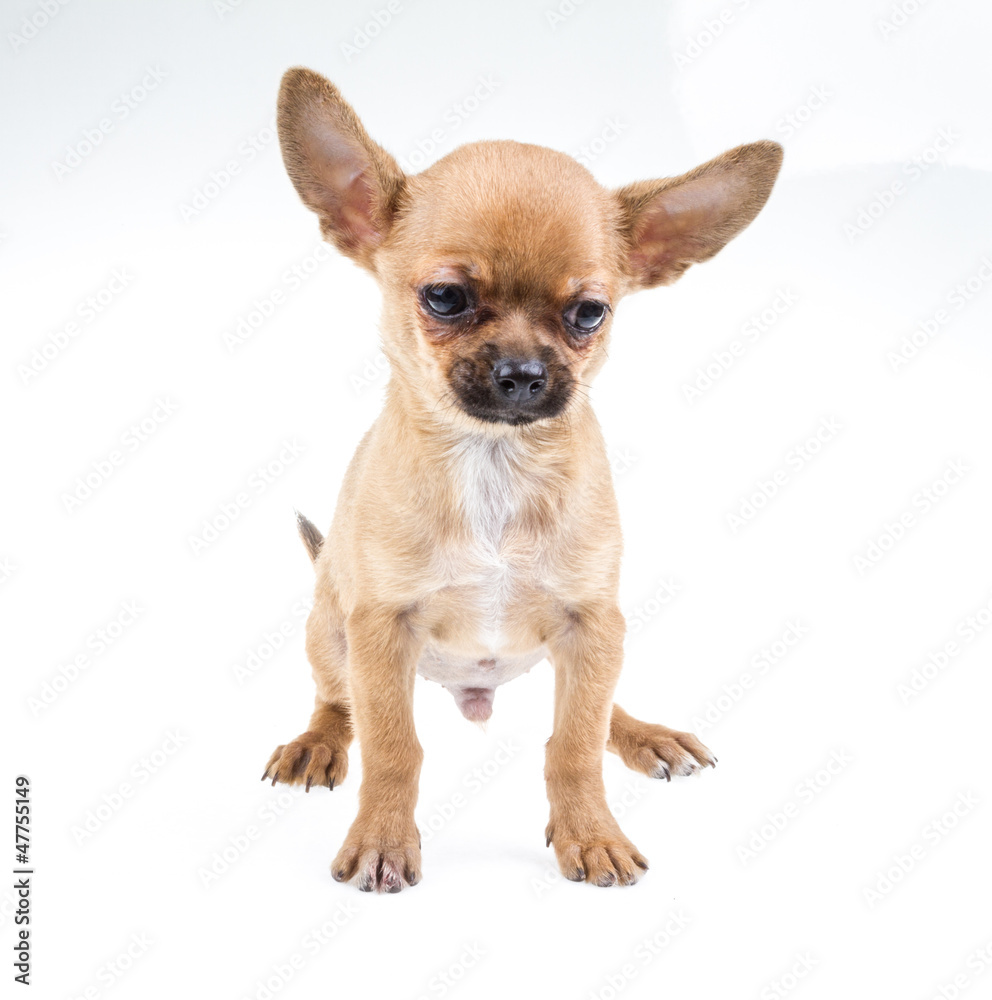 expressive portrait Chihuahua puppy expressive portrait Chihuahua puppy