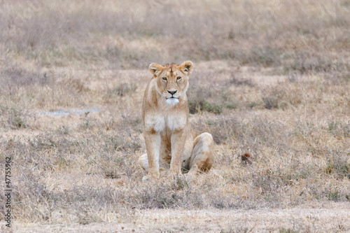 Ngorongoro lioness