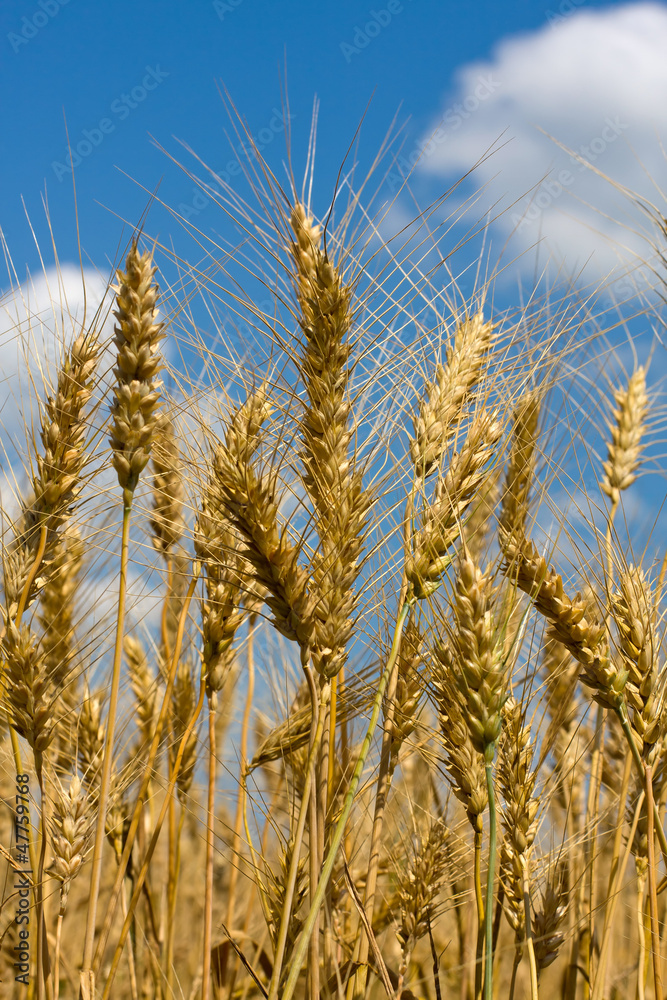 Wheat field Wheat field