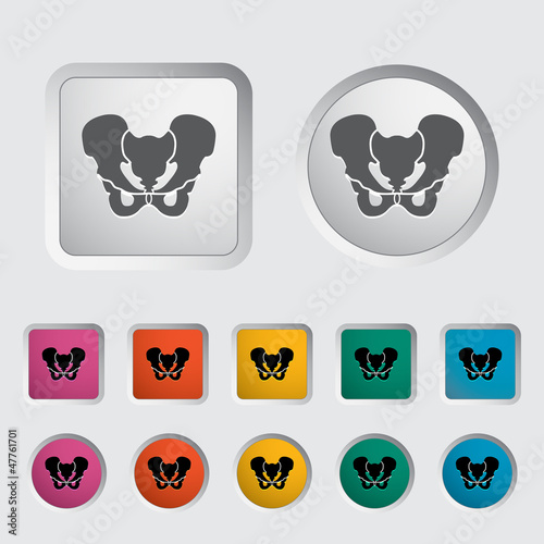 Pelvis