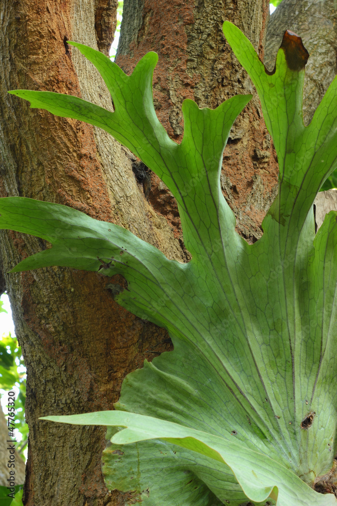 Obraz premium Trees for timber