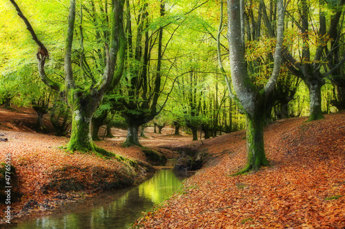 stream through the trees in a beautiful beech forest in autumn