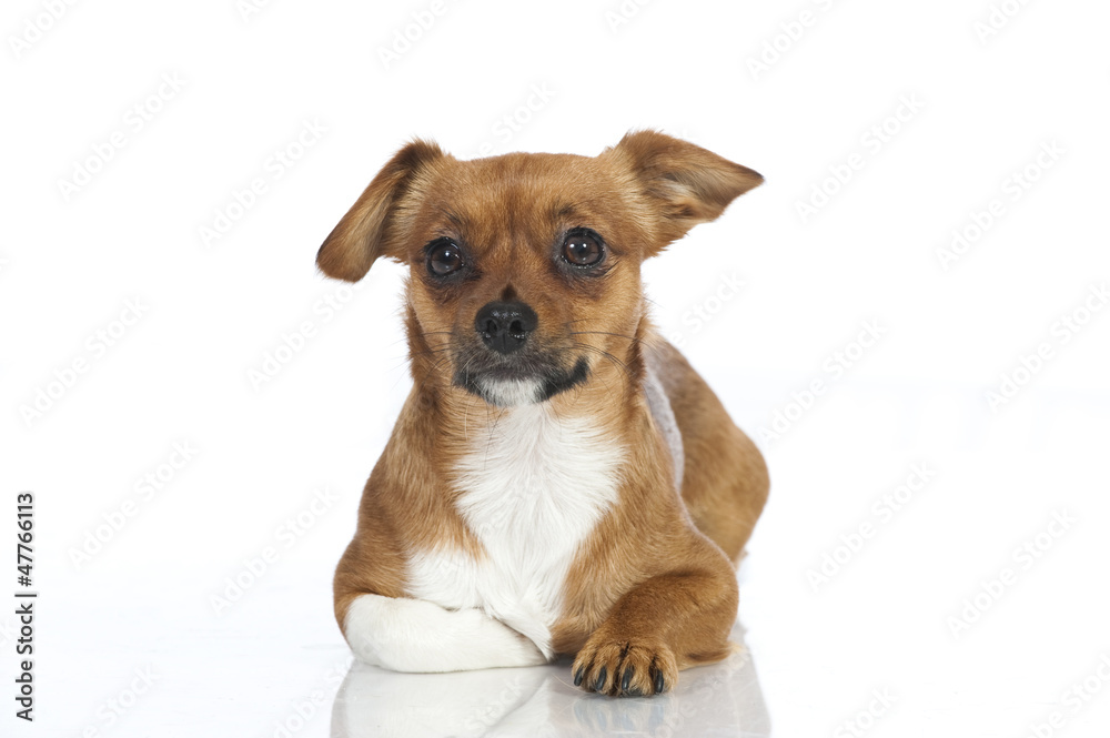 Mixed breed dog - Mischlingshund Mixed breed dog - Mischlingshund