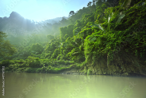 Fototapeta Naklejka Na Ścianę i Meble -  Jungle