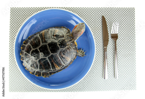 red ear turtle on plate isolated on white photo