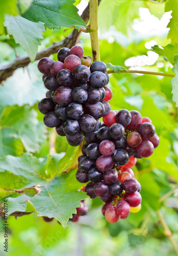 Wine grapes on the vine