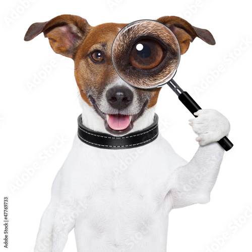 dog with magnifying glass © Javier brosch