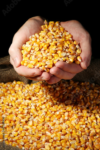 man hands with grain, on yellow corn background
