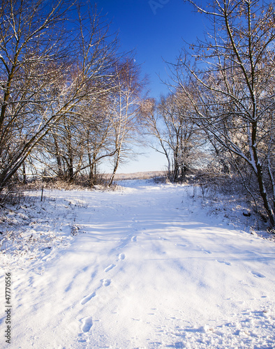 winter forest © rsooll