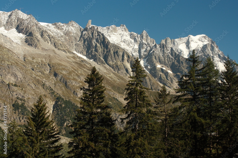 fir trees in graian alps