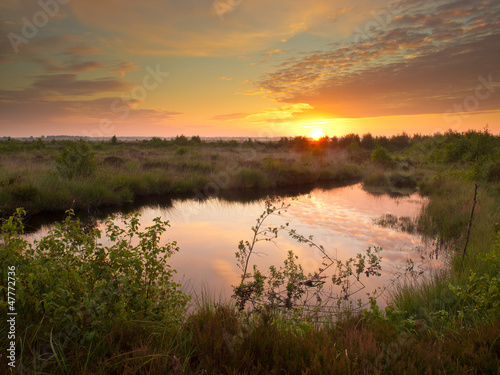 Swamp at dusk