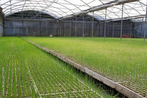 Plantas de cebolla.