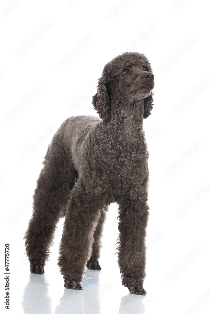 Poodle dog - Großpudel