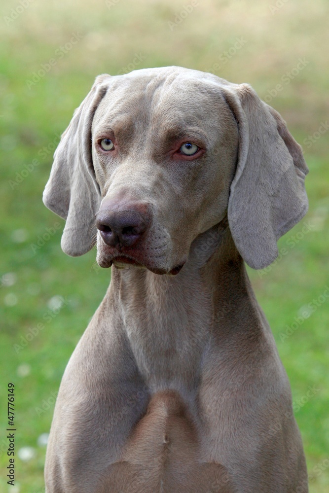 Portrait of Weimaraner Short-haired dog