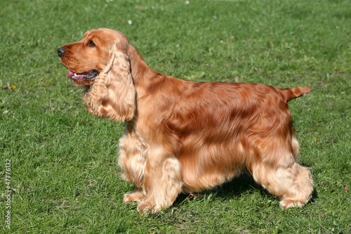 Canvas Print English Cocker Spaniel in the garden