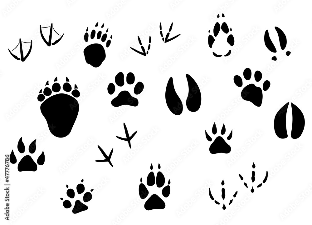 Animal footprints and tracks Animal footprints and tracks