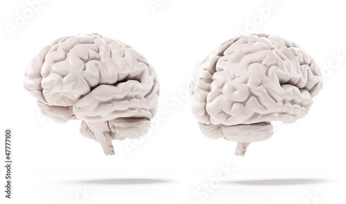 Photos Human brain