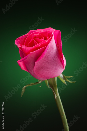 pink rose on green