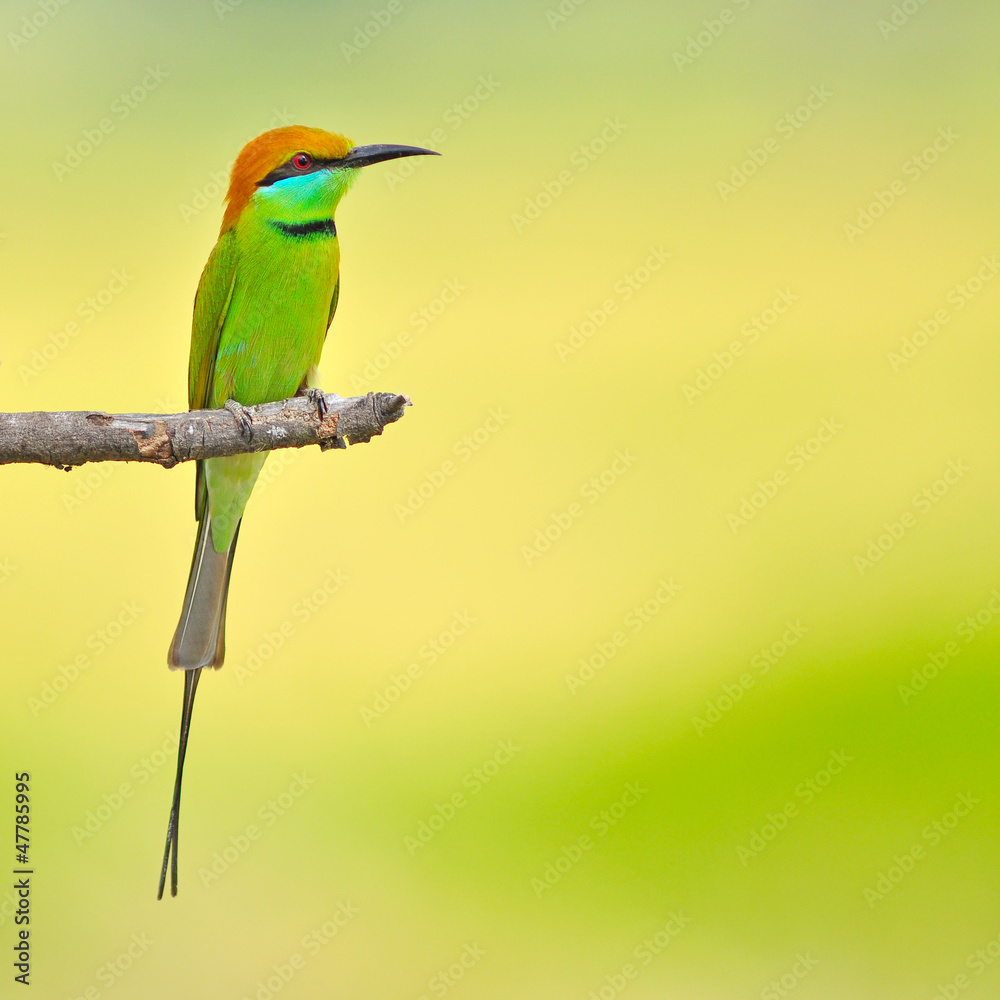 Obraz premium green bee-eater