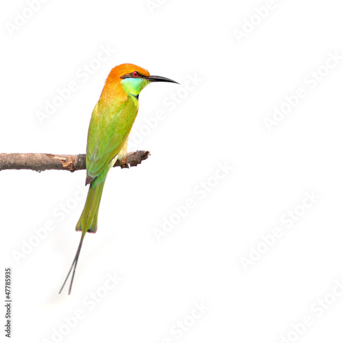 green bee-eater