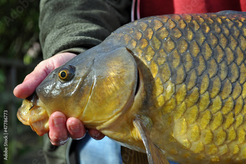 Angler Holding Common Carp photo