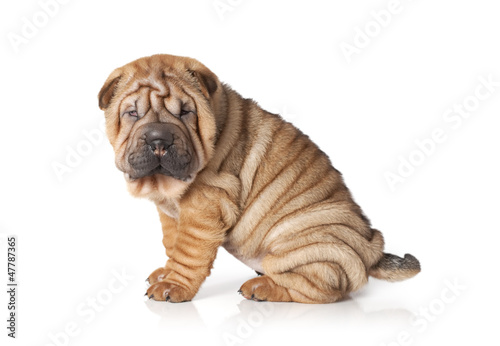 Portrait of sharpei puppy dog photo