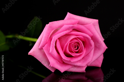 .Pink rose isolated on black