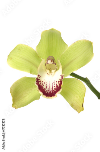 Green orchid flowers with short branch isolated © camellias