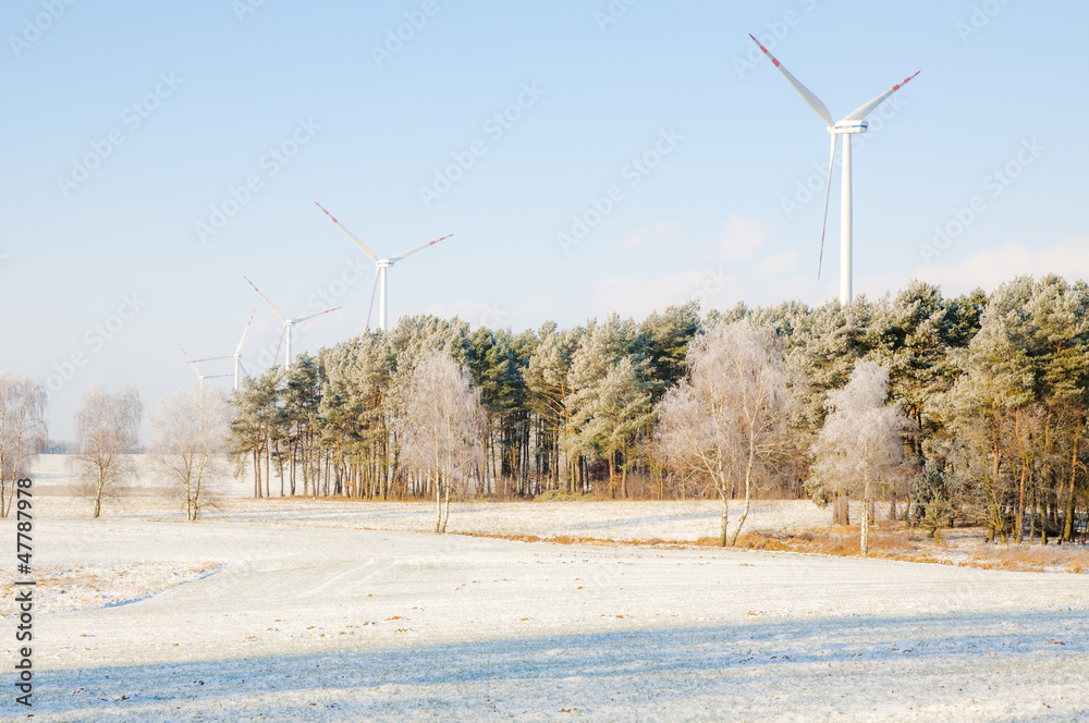 Fototapeta premium winter scenery, trees covered by snow