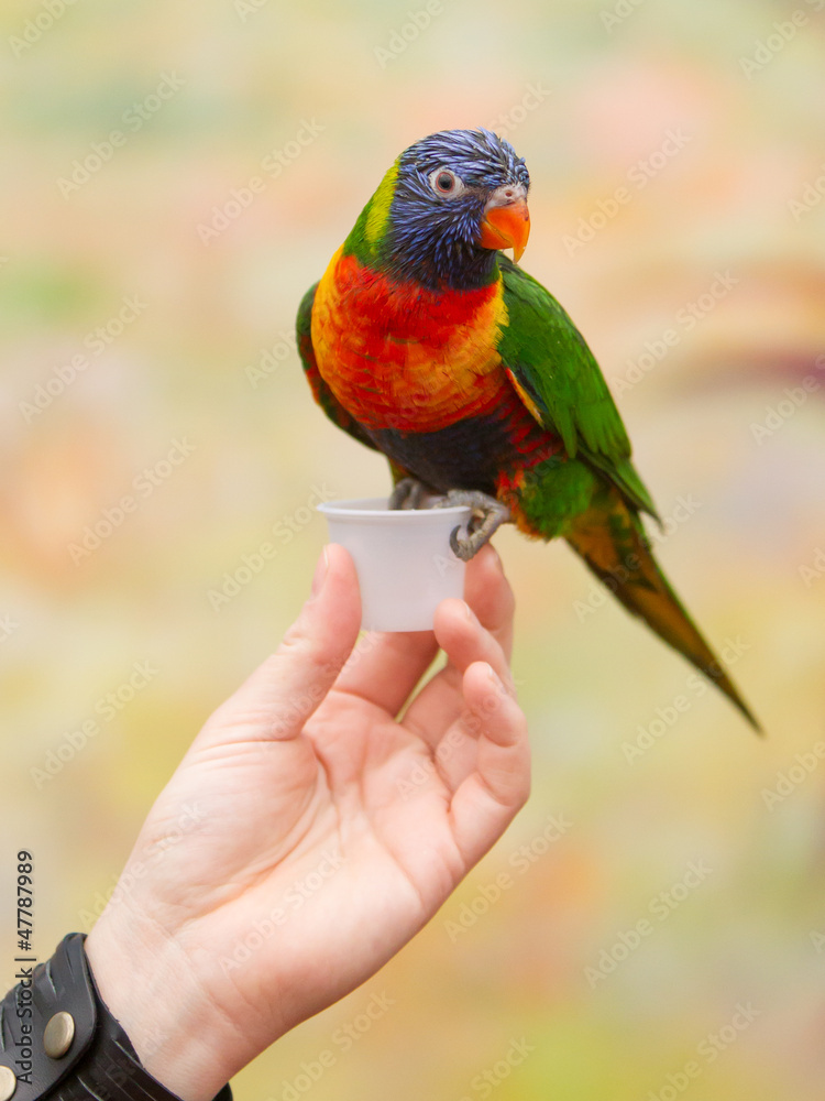 Fototapeta premium Australian rainbow lorikeet