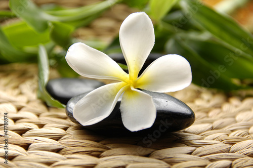 Frangipani and therapy stones