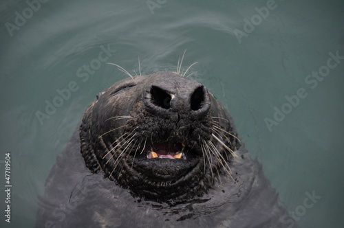 Canvas Print Seal at Howth harbour, Ireland