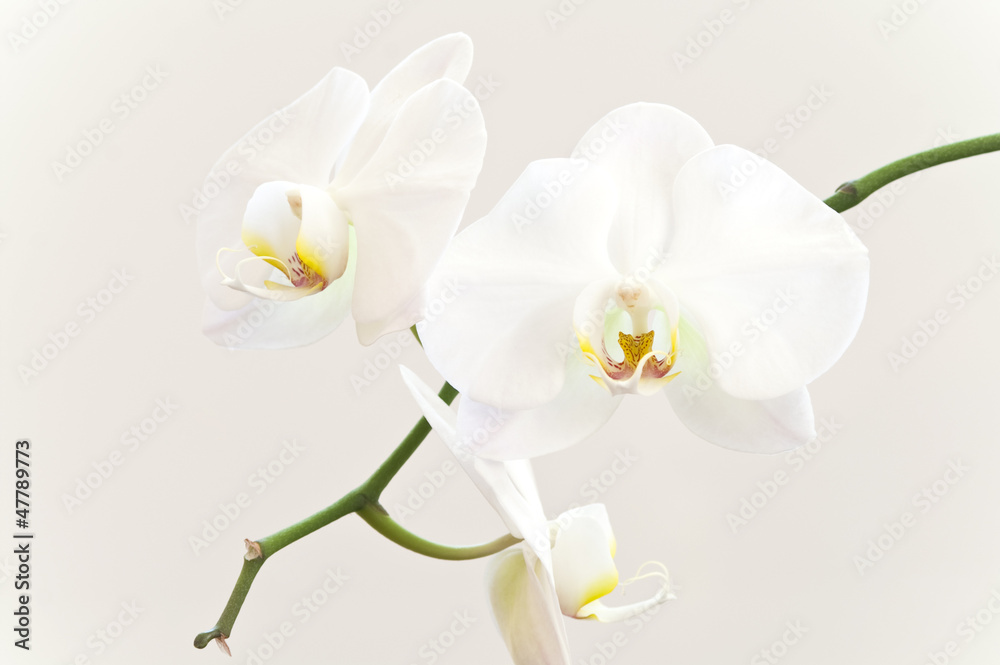 Fototapeta premium Białe kwiaty orchidei na gałęzi