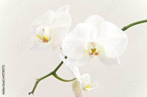 White orchid flowers on a branch