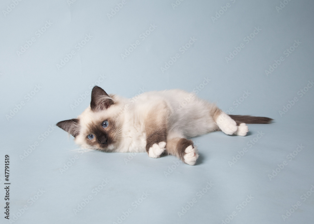ragdoll kitten playful on colored background ragdoll kitten playful on colored background