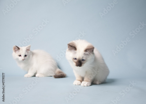ragdoll kitten playful on colored background