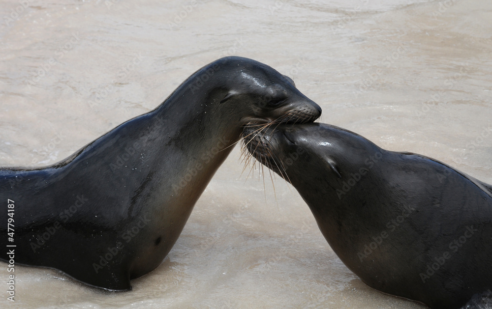 Naklejka premium Seelöwen - Zuneigung