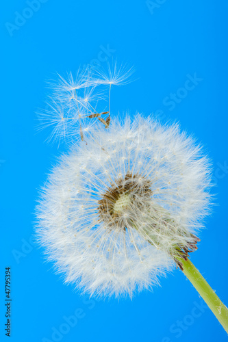 Dandelion on a blue background