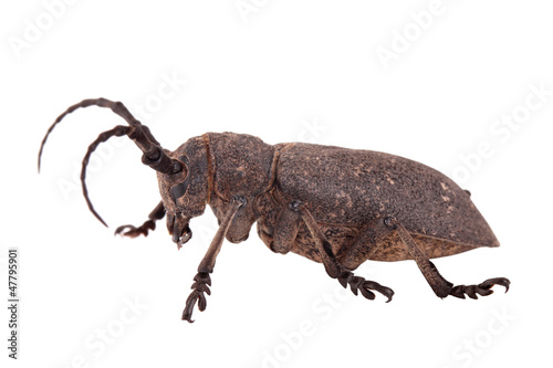 Weaver beetle © ID1974